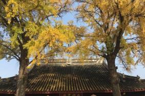 苏州古银杏树在什么地方 苏州赏银杏的好地方