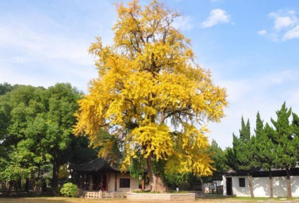 苏州古银杏树在什么地方 苏州赏银杏的好地方