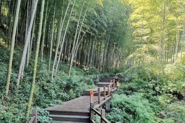 无锡宜兴竹海风景区赏花最佳时间表和最佳观赏地点