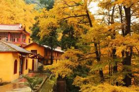 白岩寺银杏何时最佳时间2021 附交通指南