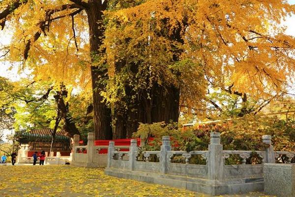受疫情影响11月6日起北京潭柘寺景区暂停开放的通知