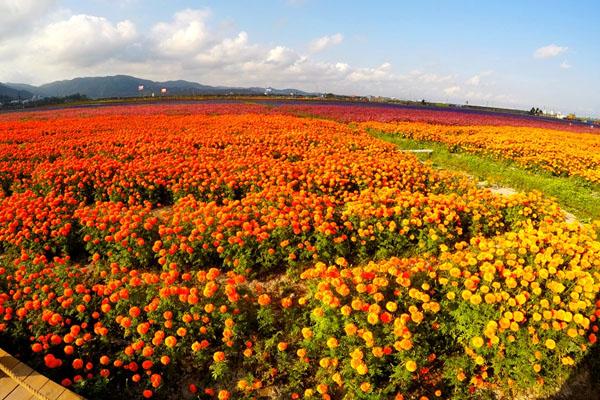 2021重庆凤凰花海菊花节在哪里-赏花攻略