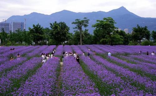 福州花海公園秋季賞花指南