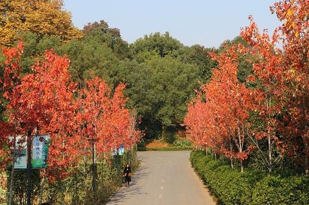 2021湖北省植物园彩色植物最好没有雅赏时候-线路