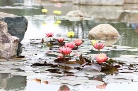 无锡九龙湾花星球秋季赏花指南