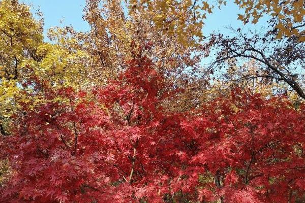 2021苏州天平山枫叶最佳观赏地