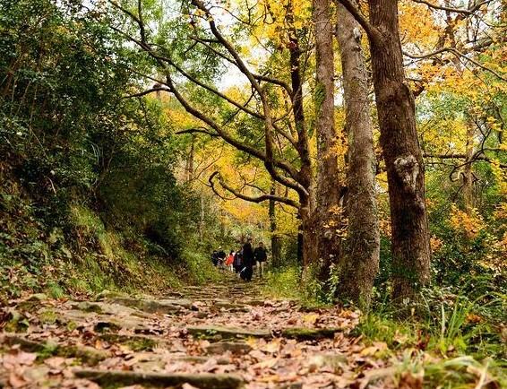 南黄古道红枫节2021 南黄古道几月份最美