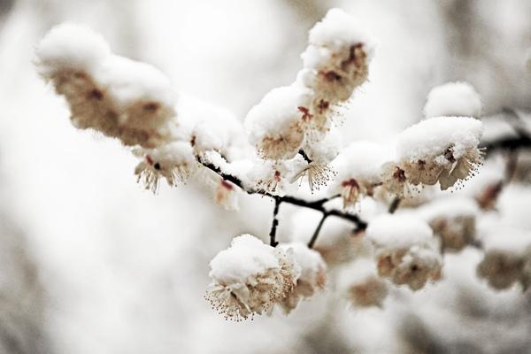 武汉冬季旅游最佳去处推荐 玩雪看景泡温泉都不错过