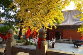 武汉宝通寺银杏什么时候黄2021 附最佳观赏时间