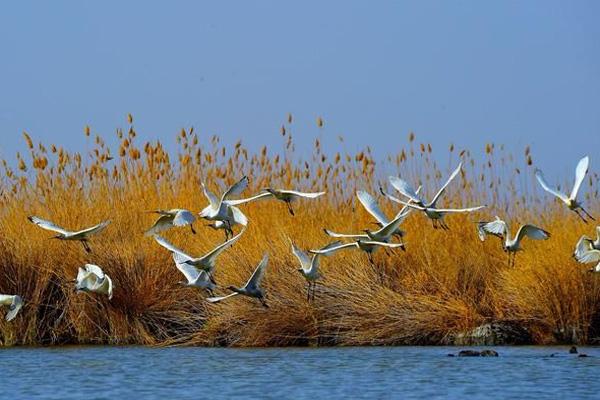 中國觀鳥拍鳥最佳地點 