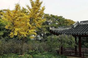 2024上海古银杏树公园游玩攻略-门票价格-景点信息