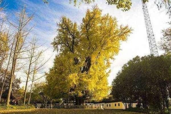 2023上海古银杏树公园游玩攻略 - 开放时间 - 门票价格 - 地址