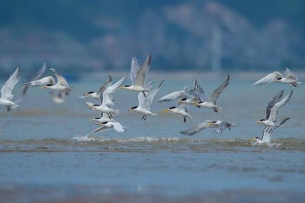 闽江河口湿地公园观鸟时间及种类