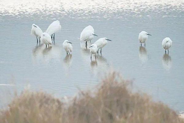 闽江河口湿地公园观鸟时间及种类