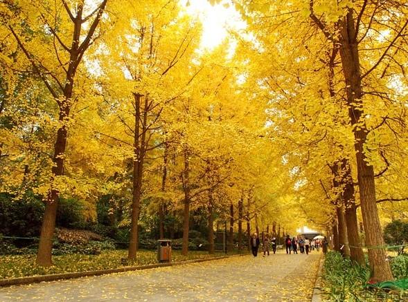 福州赏银杏最佳去处 2021福州银杏什么时候变黄