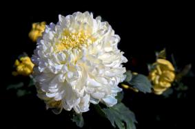 2021南通菊花展什么时候开始