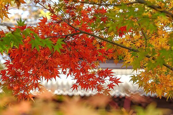 南京棲霞山楓葉最佳觀賞時間是在幾月份 11月底景色最美