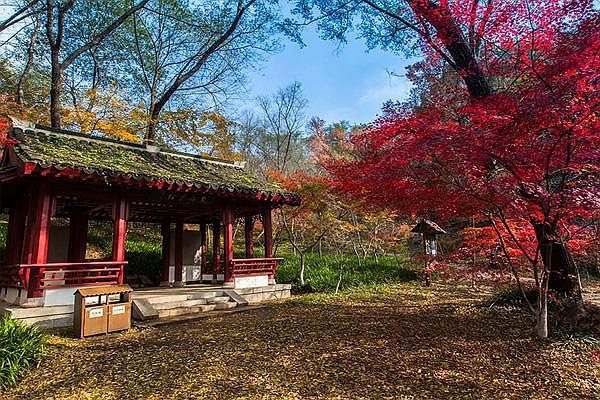 南京栖霞山枫叶最佳观赏时间是在几月份 11月底景色最美