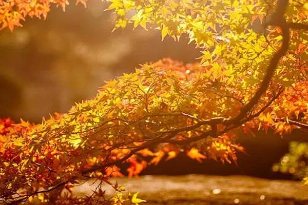 南京栖霞山枫叶最佳观赏时间是在几月份 11月底景色最美