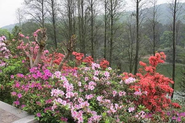 溫州杜鵑花在哪里觀賞最好 這些地方的杜鵑花美麗又芬芳