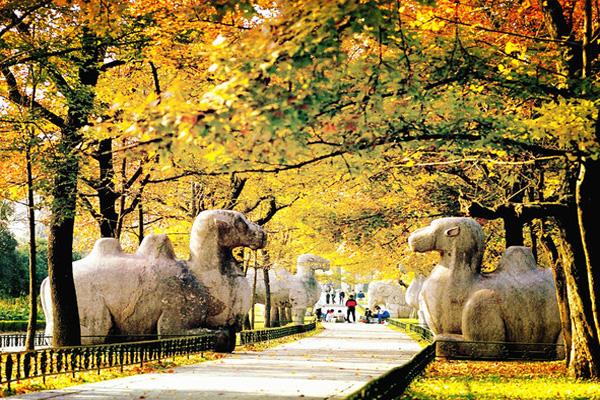 石象路位于南京市玄武区紫金山上的明孝陵景区内,是明孝陵神道的第一