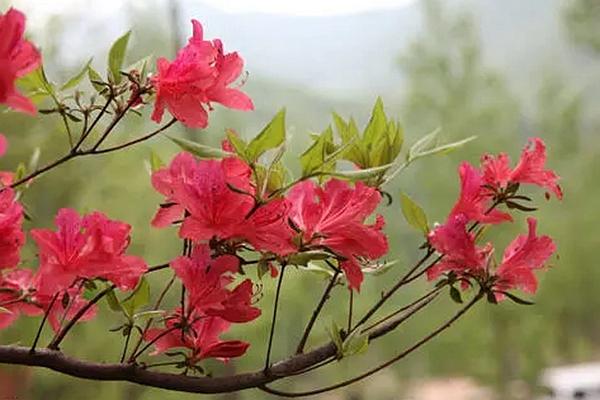 温州在哪里能够赏花 这些赏花景点值得一去