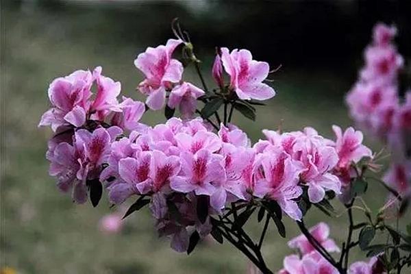 温州哪里的樱花最美 十里樱花园值得一去