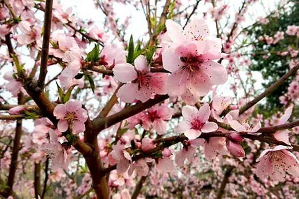 浙江温州哪里的桃花好看 这几个地方的桃花粉嫩又清新