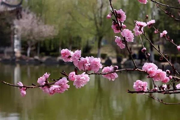 温州桃花最美打卡圣地推荐