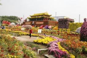 2021中山小榄菊花展开始时间+门票价格