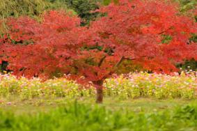 2021花开海上生态园枫叶最佳观赏时期