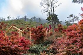 福州永泰青云山赏枫叶指南