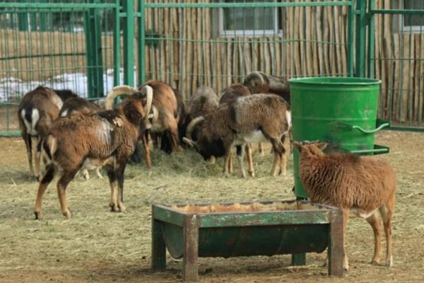 大青山野生动物园于11月23日恢复开园公告