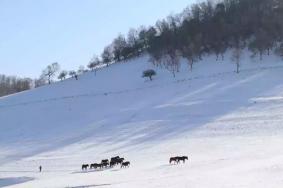 2021秦岭四季滑雪场门票多少钱