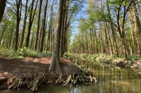 2021因改造升级兴化水上森林景区暂时关闭
