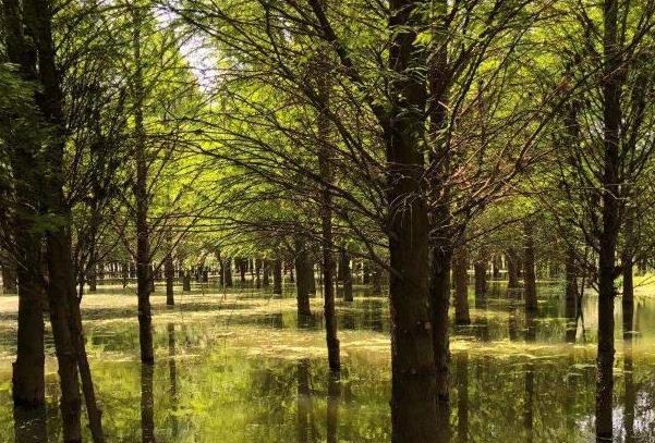 2021因改造升级兴化水上森林景区暂时关闭