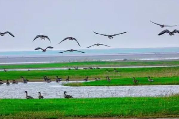 鄱阳湖观鸟最佳时间及最佳地点