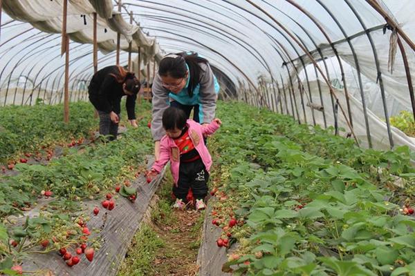 无锡十大草莓采摘基地指南