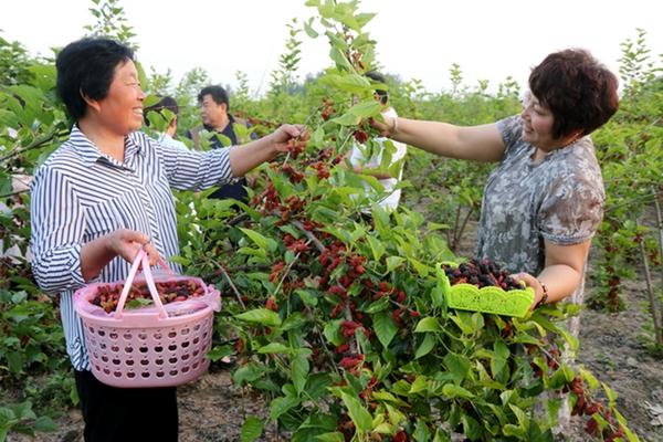 无锡采摘桑葚的好去处