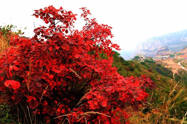 第十五届中国·重庆长江三峡(巫山)国际红叶节游玩攻略