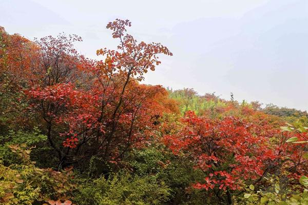 成都紅葉一日游攻略 這4條小眾路線值得一去