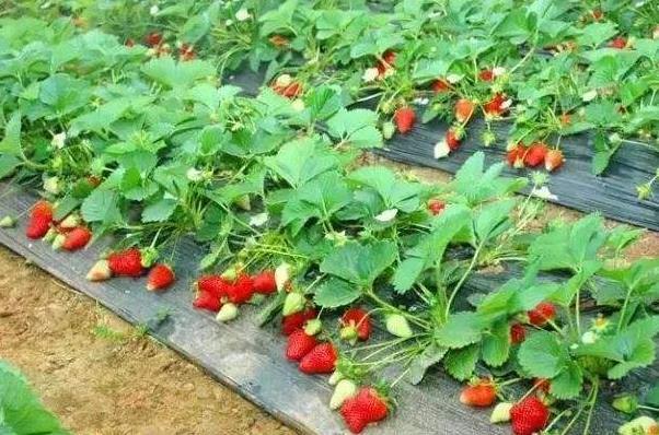 深圳福永哪里有草莓摘 深圳福永摘草莓的地方
