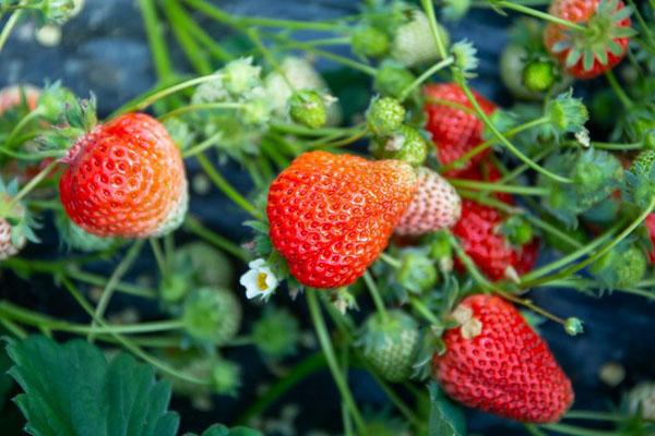 杭州哪里有草莓采摘园