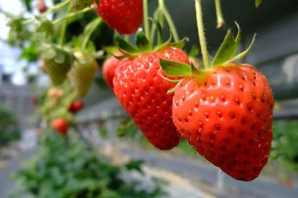 杭州哪里有草莓采摘园