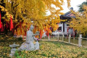 2021惠济寺银杏什么时候黄