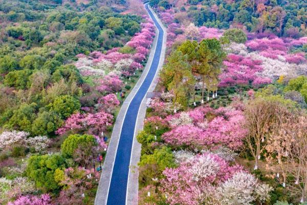 2022杭州超山风景区秋季旅游攻略 附爬山攻略