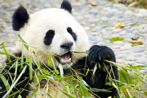 2021成都大熊猫博物馆今天起对外恢复开放