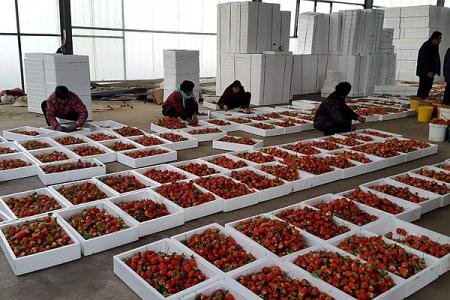 沂南草莓种植基地采摘攻略 临南去哪里摘草莓