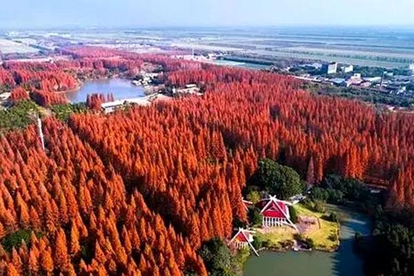 上海红树林观赏地推荐 上海附近的红枫树林在哪