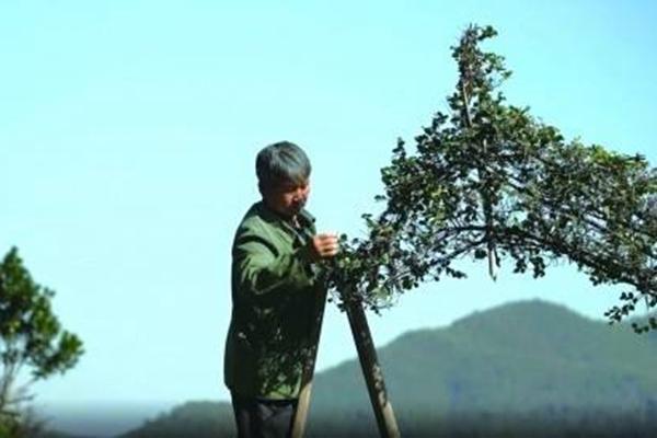 吴桔云大年夜叔菜圃详细地位正在哪